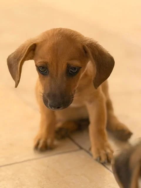 Idris, puppy Mixed Breed for adoption at Hundeliebe Grenzenlos e.V.