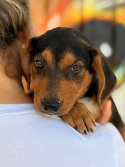 Ike, puppy Mixed Breed for adoption at Hundeliebe Grenzenlos e.V.