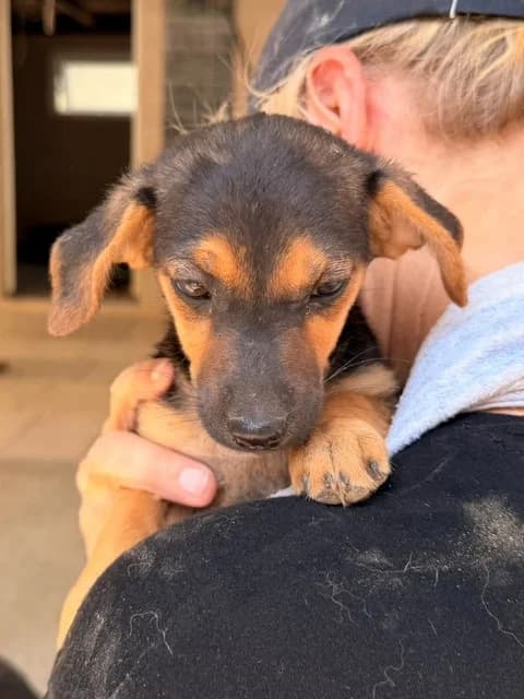 Indie, puppy Mixed Breed for adoption at Hundeliebe Grenzenlos e.V.
