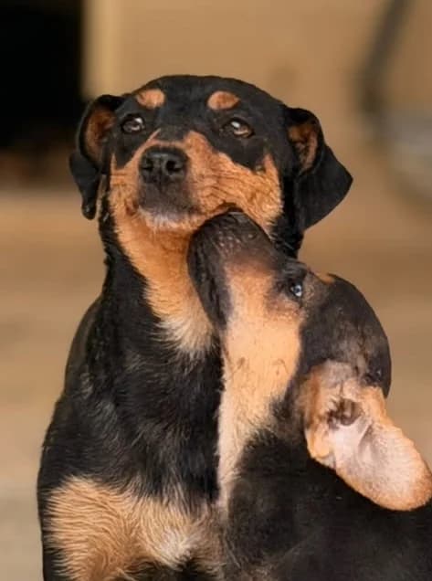 Inga, puppy Mixed Breed for adoption at Hundeliebe Grenzenlos e.V.