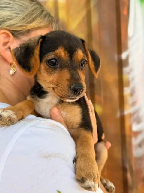 Ingrid, puppy Mixed Breed for adoption at Hundeliebe Grenzenlos e.V.