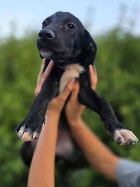 Ivy, Mixed Breed for adoption at Hundeliebe Grenzenlos e.V.