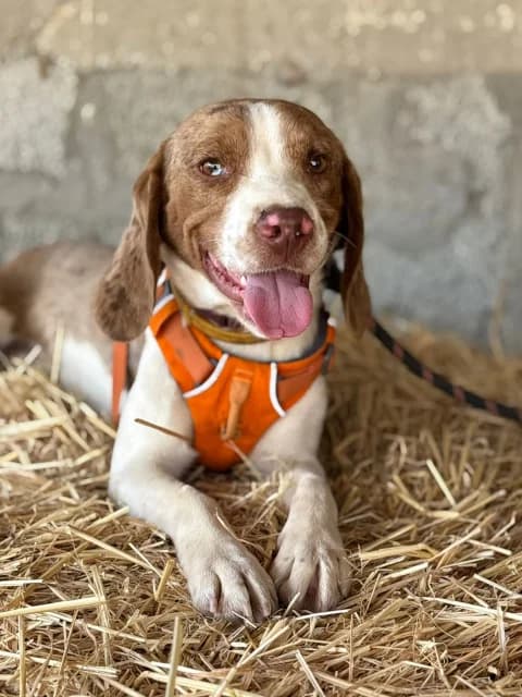 Jack, senior Mixed Breed for adoption at Hundeliebe Grenzenlos e.V.