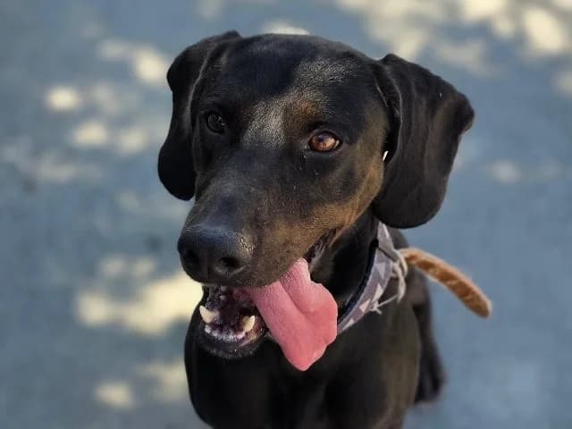 Jackson, puppy Mixed Breed for adoption at Hundeliebe Grenzenlos e.V.