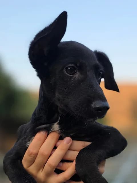 Jasper, Mixed Breed for adoption at Hundeliebe Grenzenlos e.V.