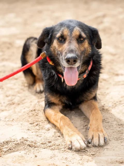 Jet, Mixed Breed for adoption at Hundeliebe Grenzenlos e.V.