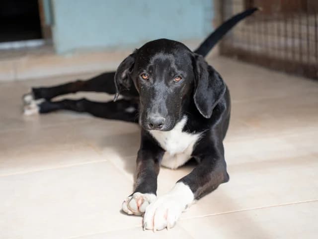 Jimmy, weiß puppy Mixed Breed for adoption at Hundeliebe Grenzenlos e.V.