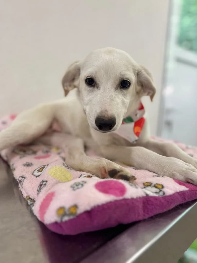 Jo, Mixed Breed for adoption at Hundeliebe Grenzenlos e.V.