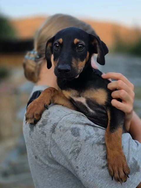 Joy, Mixed Breed for adoption at Hundeliebe Grenzenlos e.V.