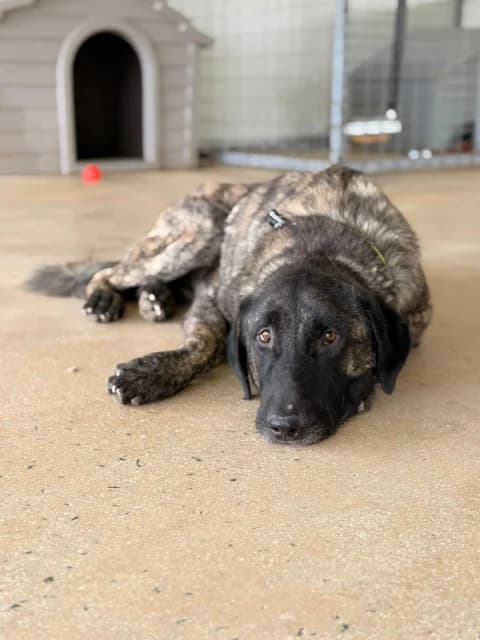 Julius, puppy Mixed Breed for adoption at Hundeliebe Grenzenlos e.V.