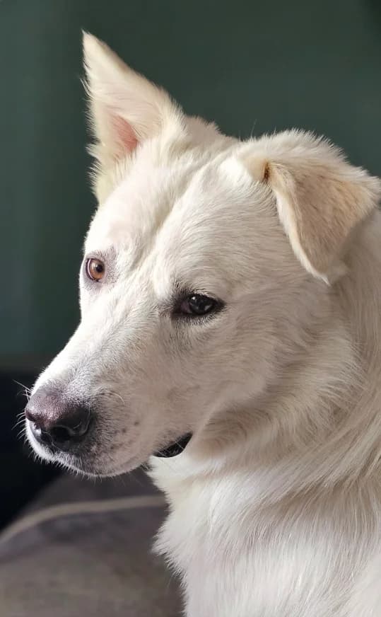Junior, Mixed Breed for adoption at Hundeliebe Grenzenlos e.V.