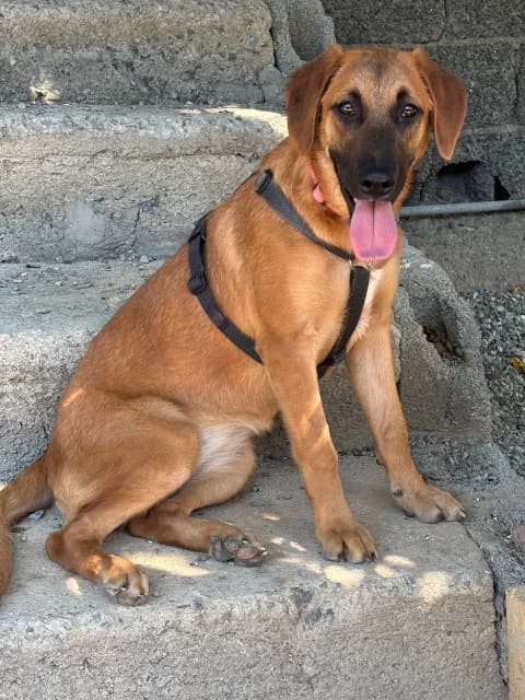 Klara, puppy Mixed Breed for adoption at Hundeliebe Grenzenlos e.V.