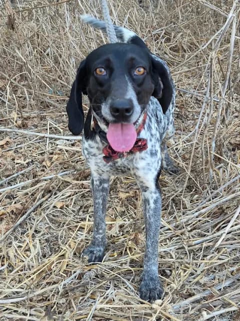 Layla, Mixed Breed for adoption at Hundeliebe Grenzenlos e.V.