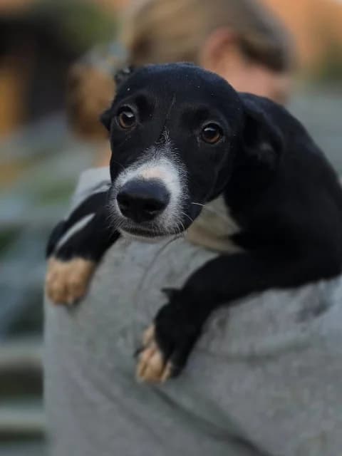 Lexy, Mixed Breed for adoption at Hundeliebe Grenzenlos e.V.