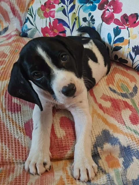 Lilly, puppy Mixed Breed for adoption at Hundeliebe Grenzenlos e.V.