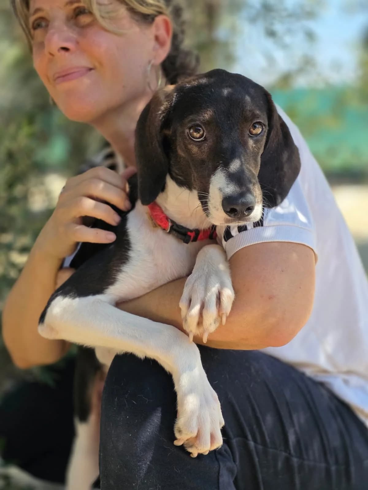 Lotti, puppy Mixed Breed for adoption at Hundeliebe Grenzenlos e.V.