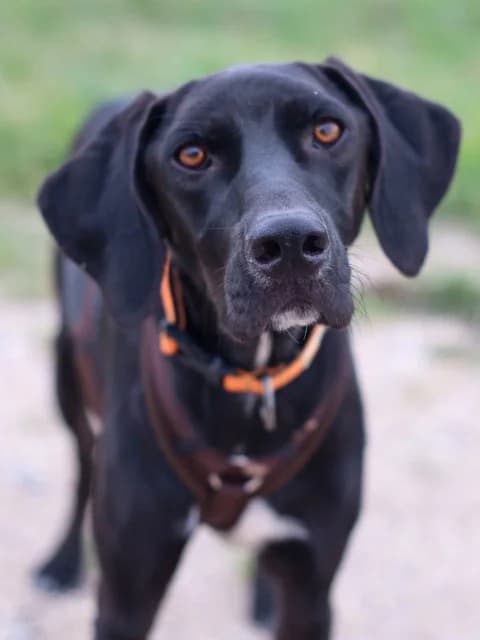 Luke, weiร young Mixed Breed for adoption at Hundeliebe Grenzenlos e.V.