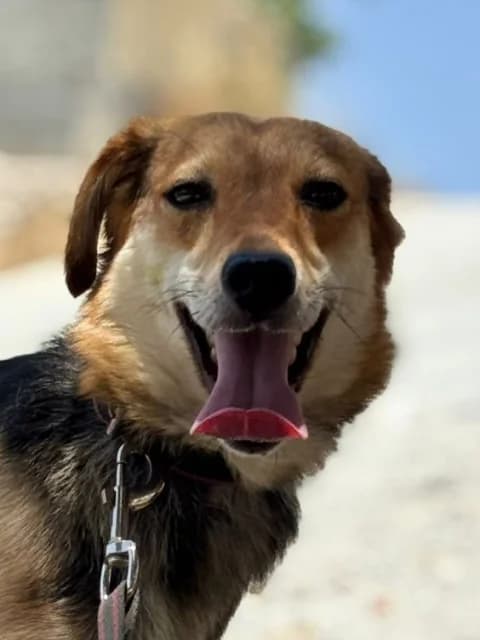 Lulu, Mixed Breed for adoption at Hundeliebe Grenzenlos e.V.