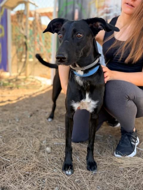 Luna, Mixed Breed for adoption at Hundeliebe Grenzenlos e.V.