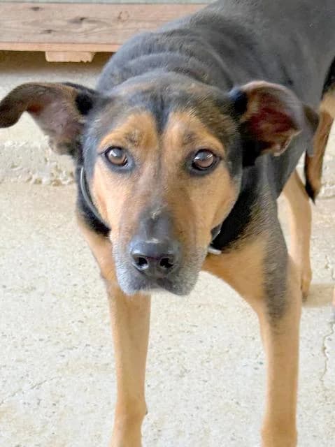Marty, Mixed Breed for adoption at Hundeliebe Grenzenlos e.V.