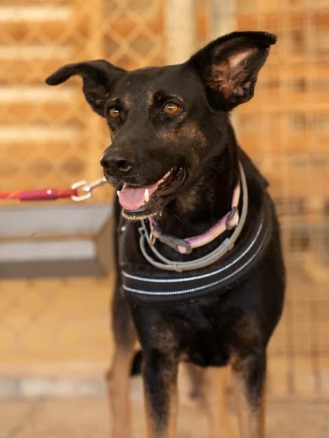 Lady, schwarz Mixed Breed for adoption at Hundeliebe Grenzenlos e.V.