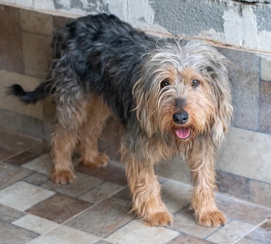 Melina, senior Mixed Breed for adoption at Hundeliebe Grenzenlos e.V.