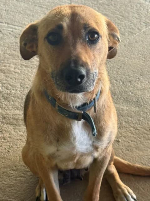 Melody, senior Mixed Breed for adoption at Hundeliebe Grenzenlos e.V.