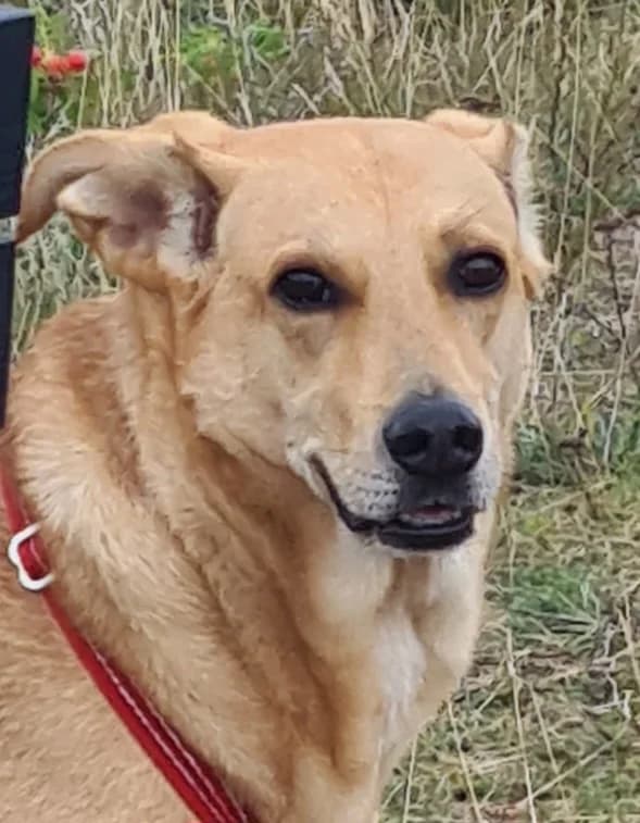 Mia, Mixed Breed for adoption at Hundeliebe Grenzenlos e.V.