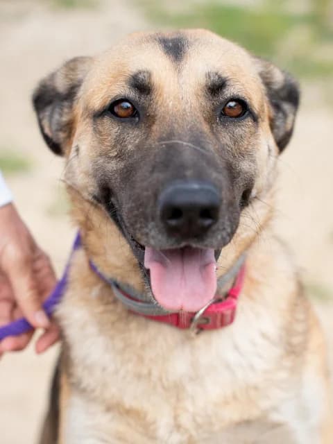 Micha, Mixed Breed for adoption at Hundeliebe Grenzenlos e.V.