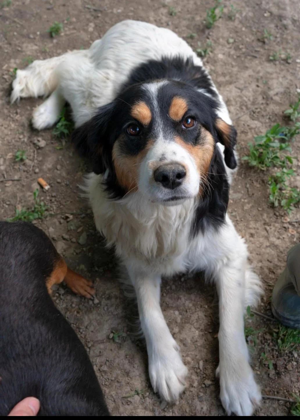 Mina, senior Mixed Breed for adoption at Hundeliebe Grenzenlos e.V.