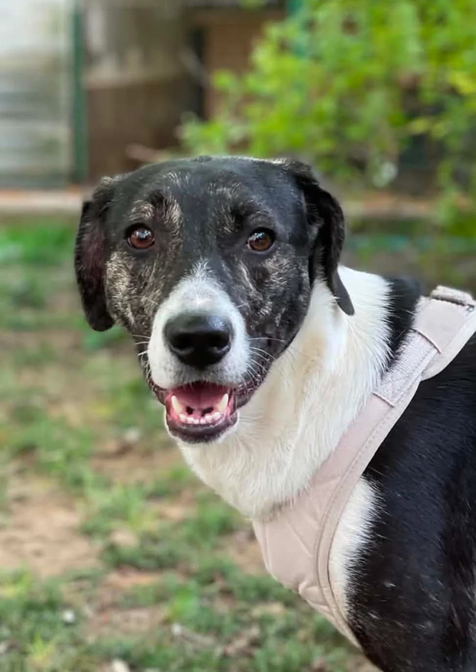 Monara, puppy Mixed Breed for adoption at Hundeliebe Grenzenlos e.V.