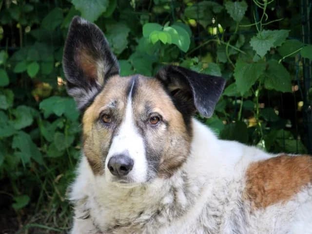 Mozart, Mixed Breed for adoption at Hundeliebe Grenzenlos e.V.