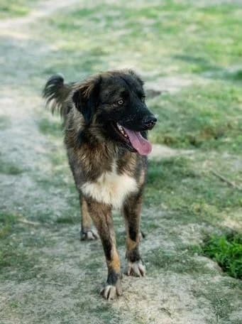 Murgo, puppy Mixed Breed for adoption at Hundeliebe Grenzenlos e.V.