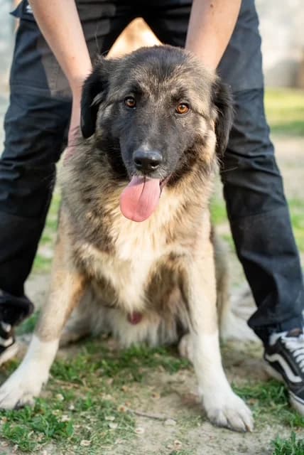 Murjo, puppy Mixed Breed for adoption at Hundeliebe Grenzenlos e.V.