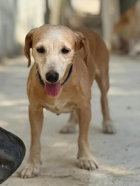 Nala, Mixed Breed for adoption at Hundeliebe Grenzenlos e.V.