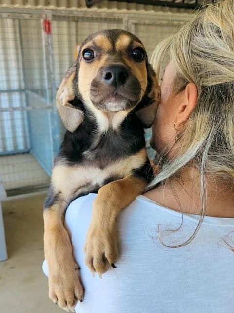 Nayla, puppy Mixed Breed for adoption at Hundeliebe Grenzenlos e.V.
