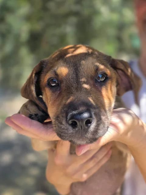 Nugat, puppy Mixed Breed for adoption at Hundeliebe Grenzenlos e.V.