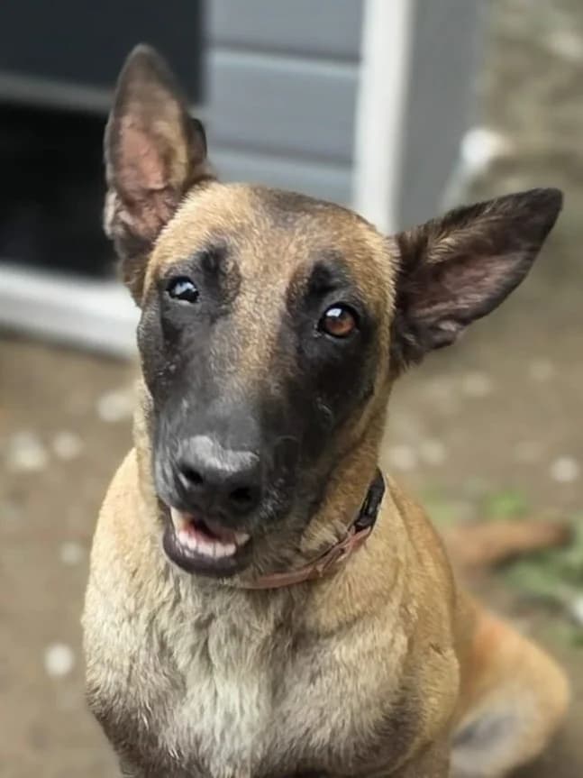 Nyla, puppy Mixed Breed for adoption at Hundeliebe Grenzenlos e.V.
