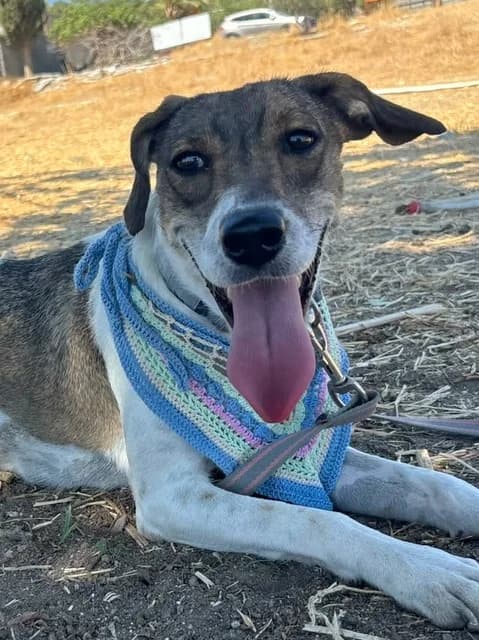 Ohana, puppy Mixed Breed for adoption at Hundeliebe Grenzenlos e.V.