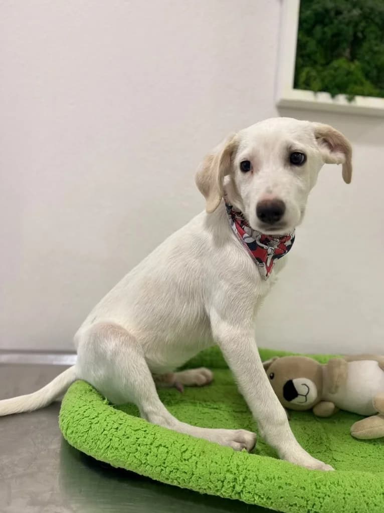 Oliver, Mixed Breed for adoption at Hundeliebe Grenzenlos e.V.