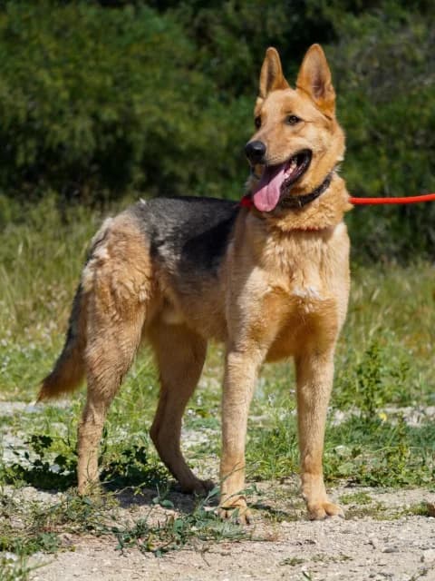 Oscar, Mixed Breed for adoption at Hundeliebe Grenzenlos e.V.