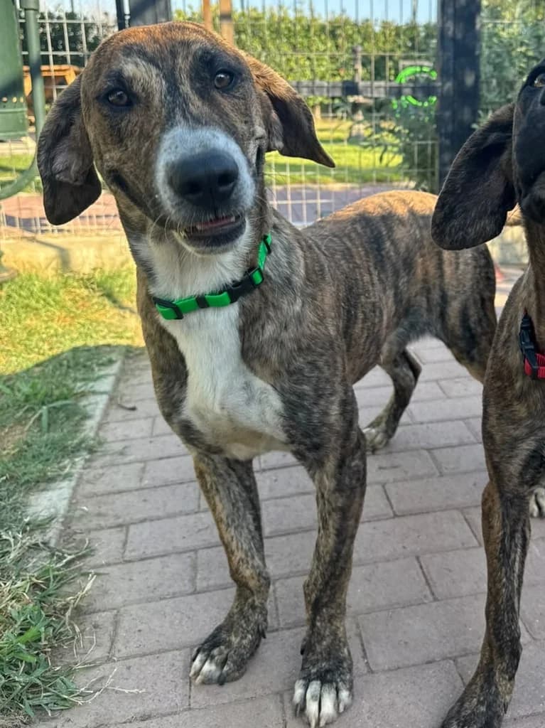 Otis, Mixed Breed for adoption at Hundeliebe Grenzenlos e.V.