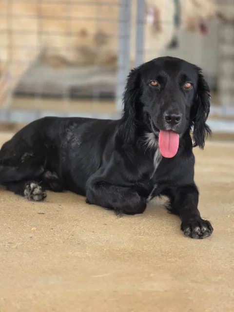 Otto, Mixed Breed for adoption at Hundeliebe Grenzenlos e.V.