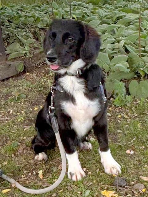 Penne, puppy Mixed Breed for adoption at Hundeliebe Grenzenlos e.V.