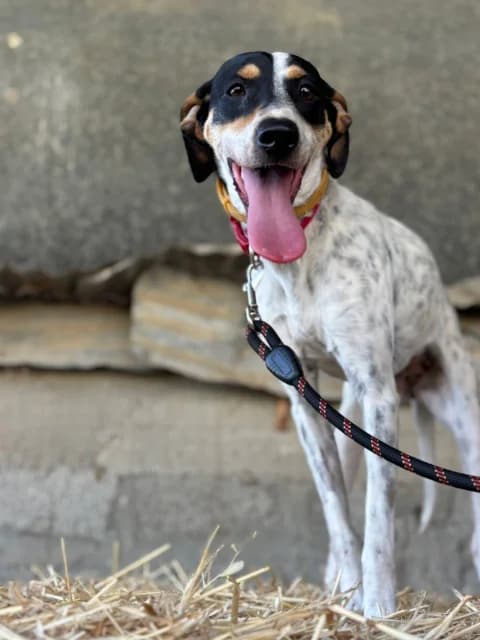 Peppa, Mixed Breed for adoption at Hundeliebe Grenzenlos e.V.