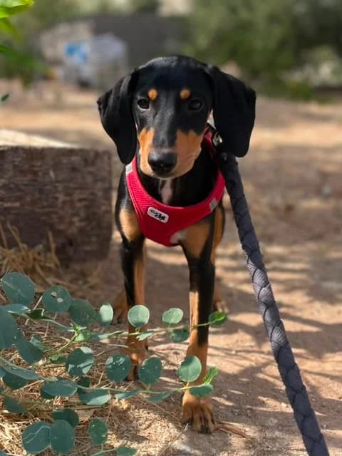 Persephone, puppy Mixed Breed for adoption at Hundeliebe Grenzenlos e.V.