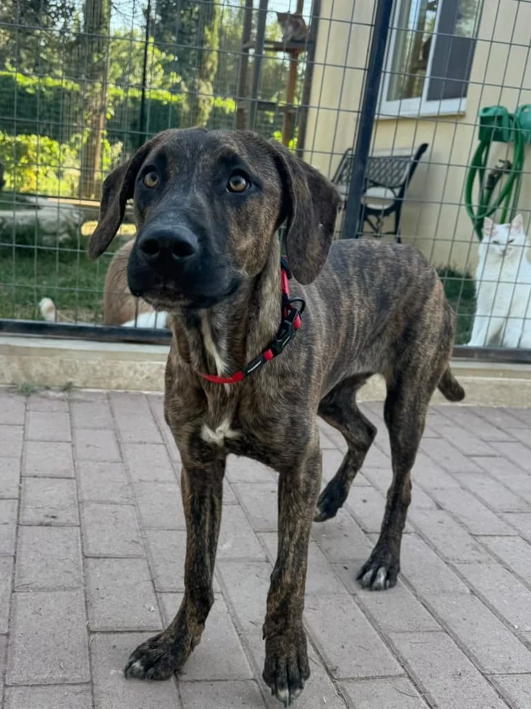 Poppy, Mixed Breed for adoption at Hundeliebe Grenzenlos e.V.