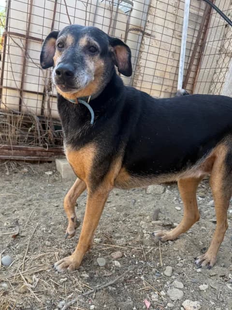 Popsi, schwarz Mixed Breed for adoption at Hundeliebe Grenzenlos e.V.