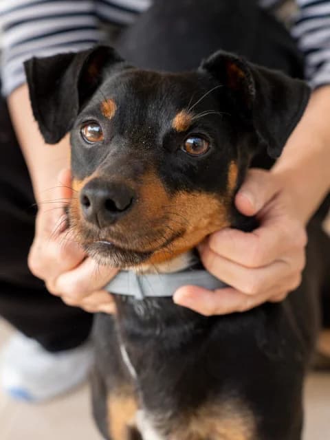Raff, puppy Mixed Breed for adoption at Hundeliebe Grenzenlos e.V.