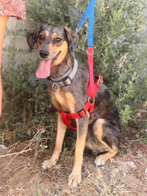 Rikky, puppy Mixed Breed for adoption at Hundeliebe Grenzenlos e.V.